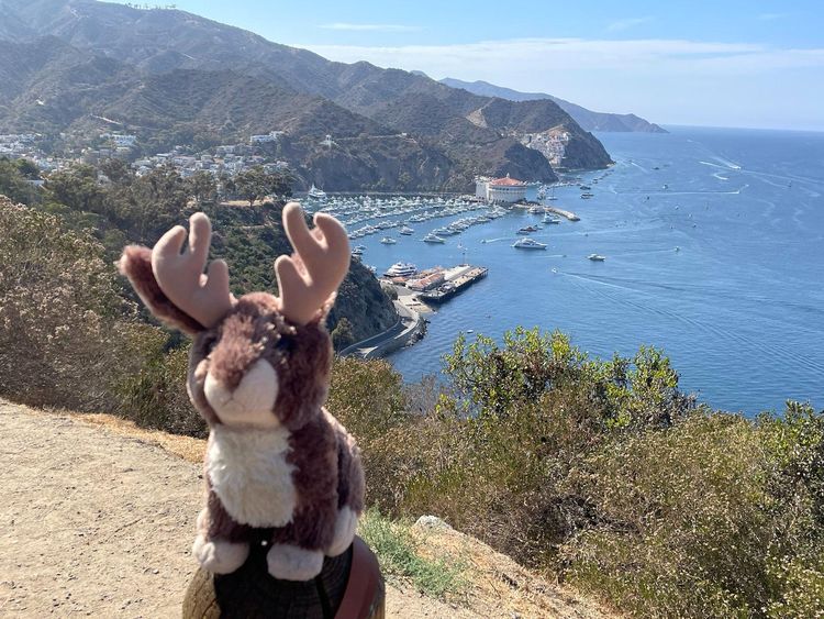 Floki's trip to Catalina